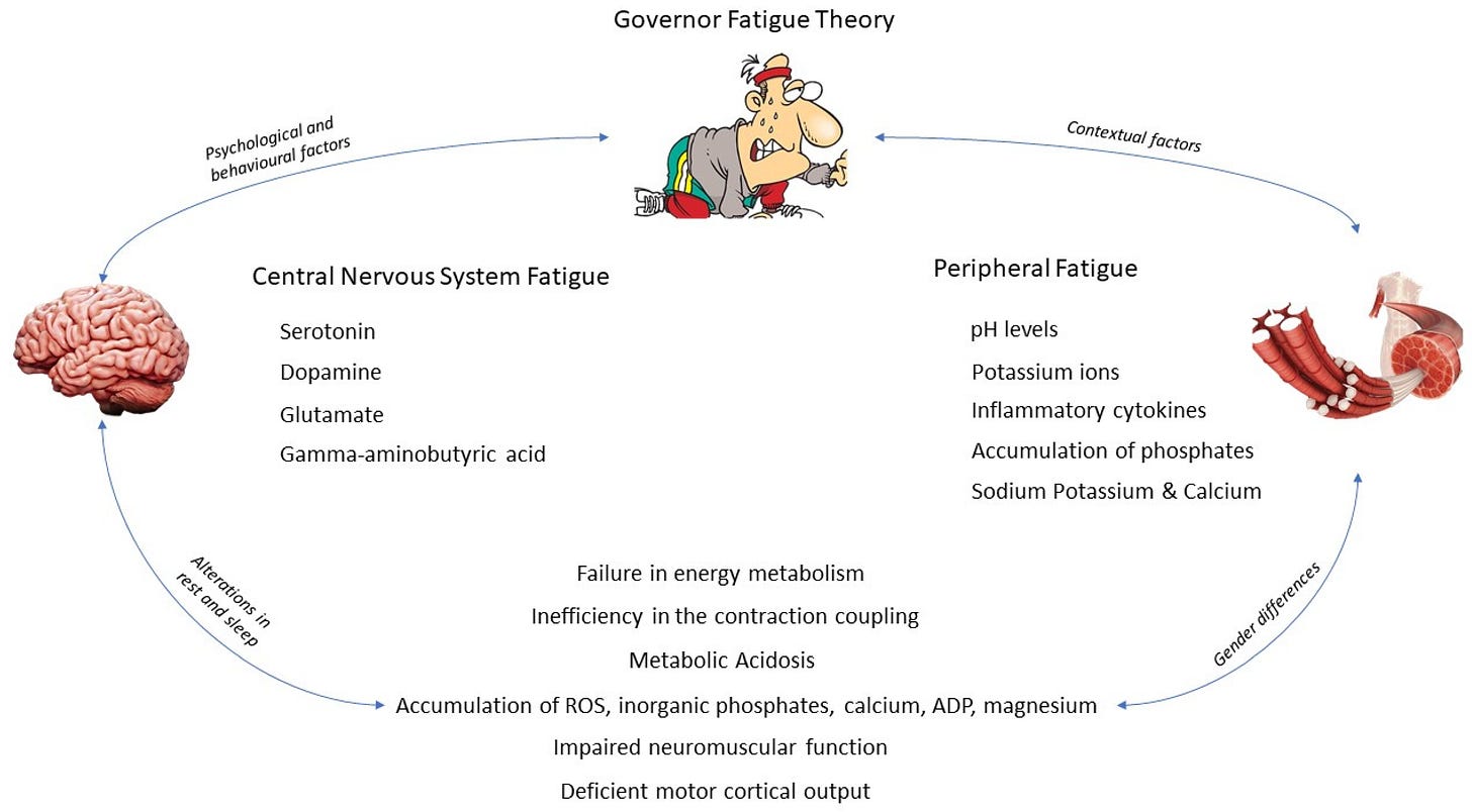 IJERPH | Free Full-Text | Central and Peripheral Fatigue in Physical  Exercise Explained: A Narrative Review