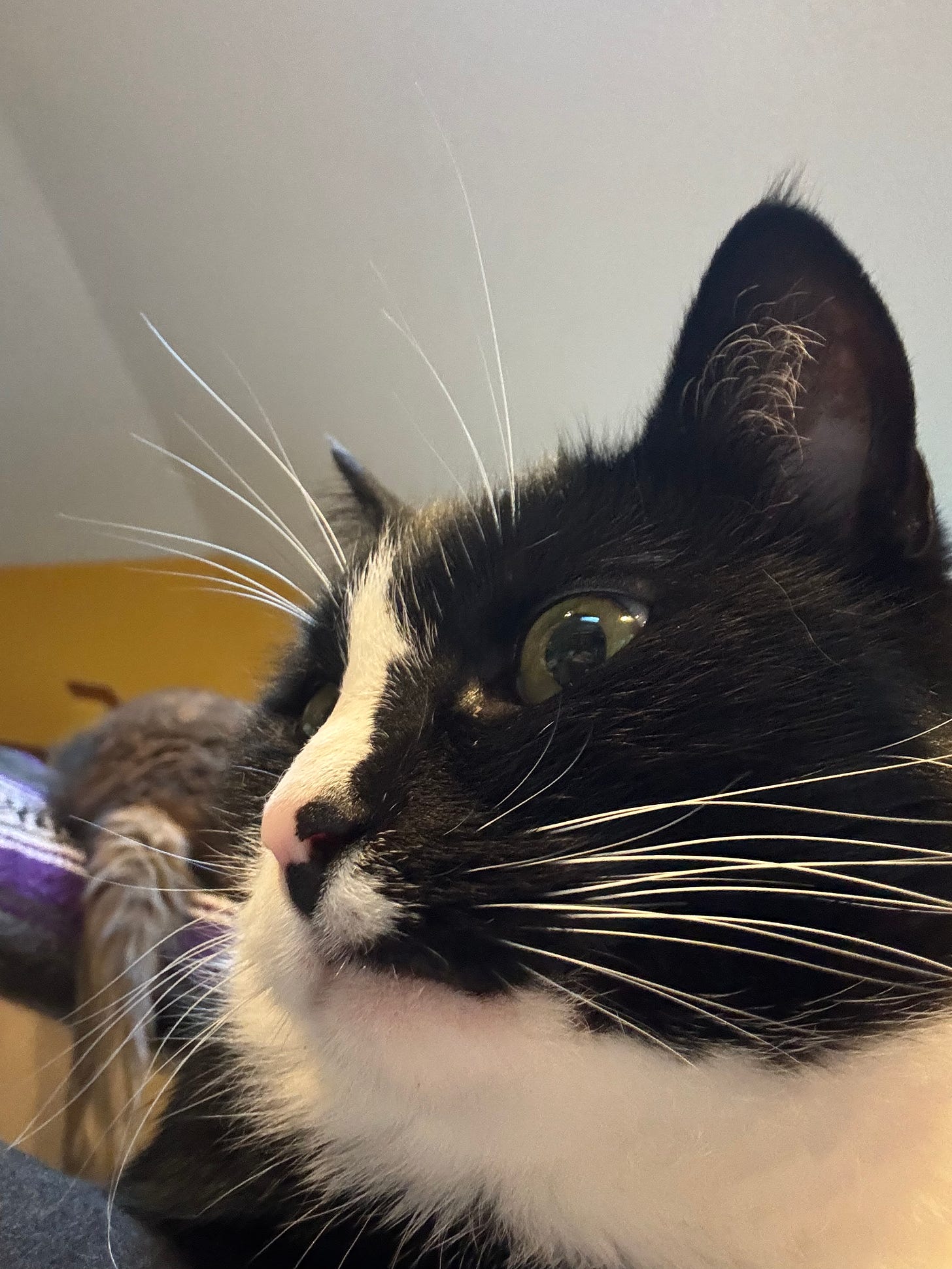 Foreground: close-up of a tuxedo cat’s face. Background, upper left: a dilute tortoiseshell cat’s rear half is visible as she sits on a multicolored blanket draped on the back of a beige couch. Her tail is hanging straight down.