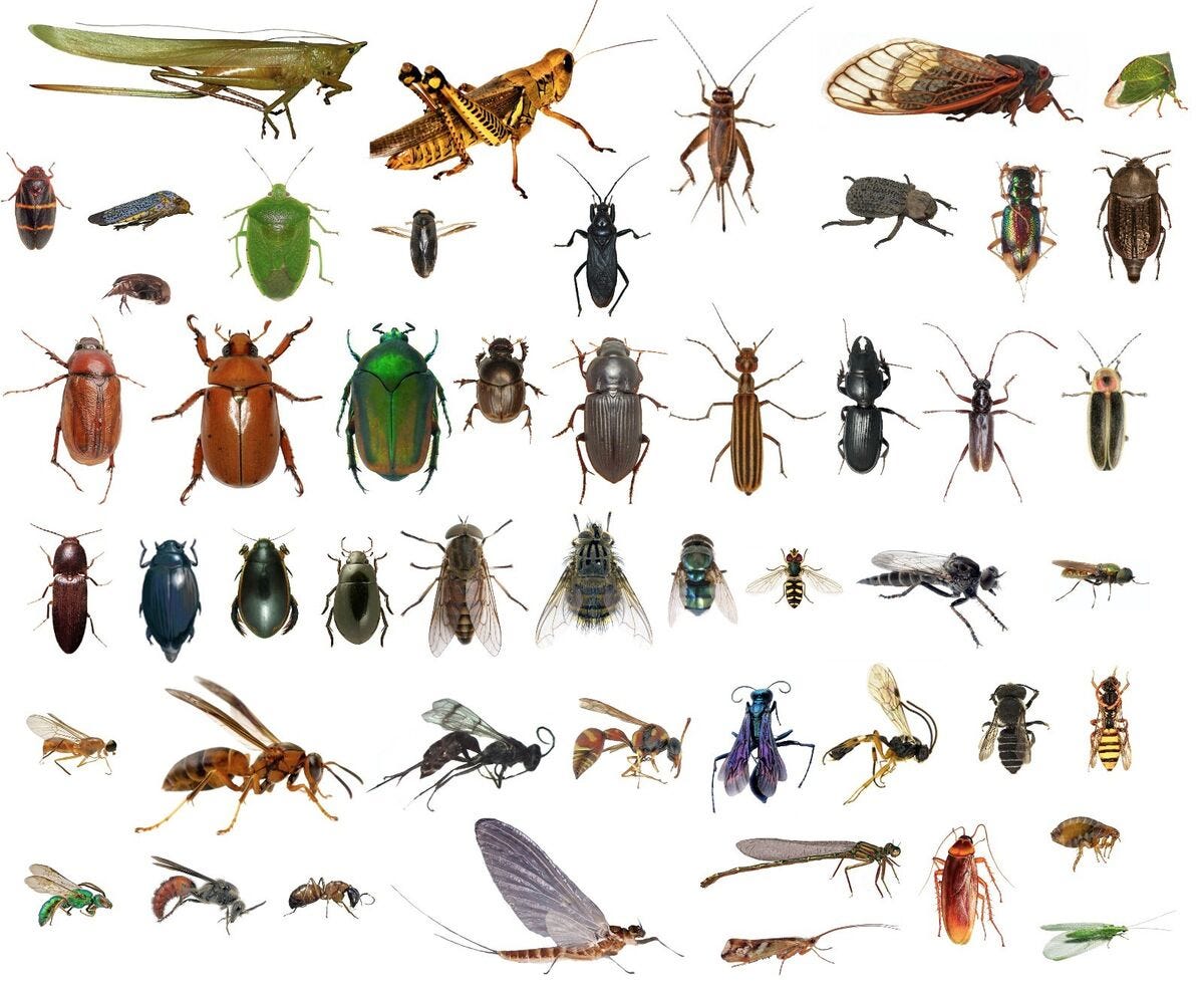 50 Dead Bugs Entomology Class Insect Bug Collection! IDENTIFIED! ALL USA  NATIVE! | eBay