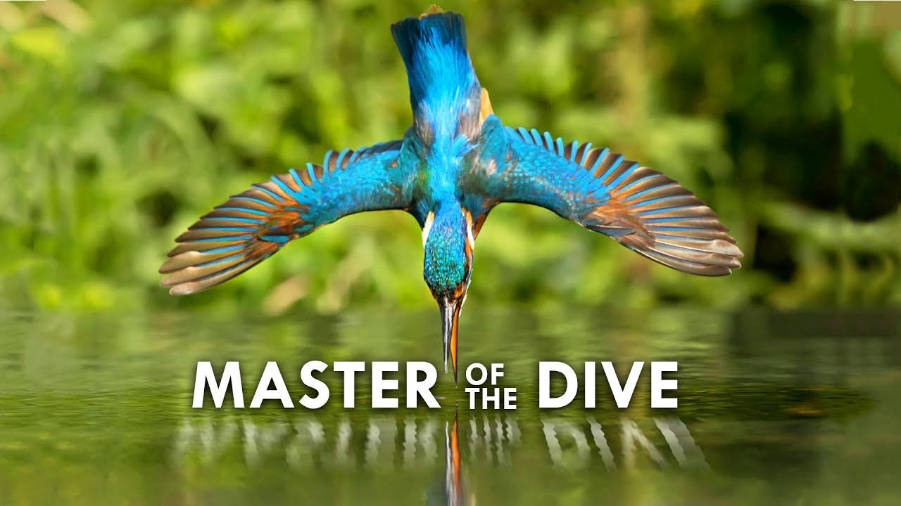 Deep Dive: Get to Know the Kingfisher | Riverlink