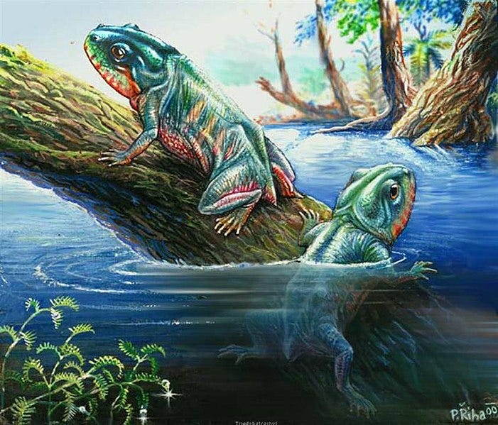 Arquivo:Triadobatrachus.jpg