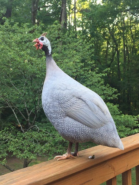 lavender guinea hen