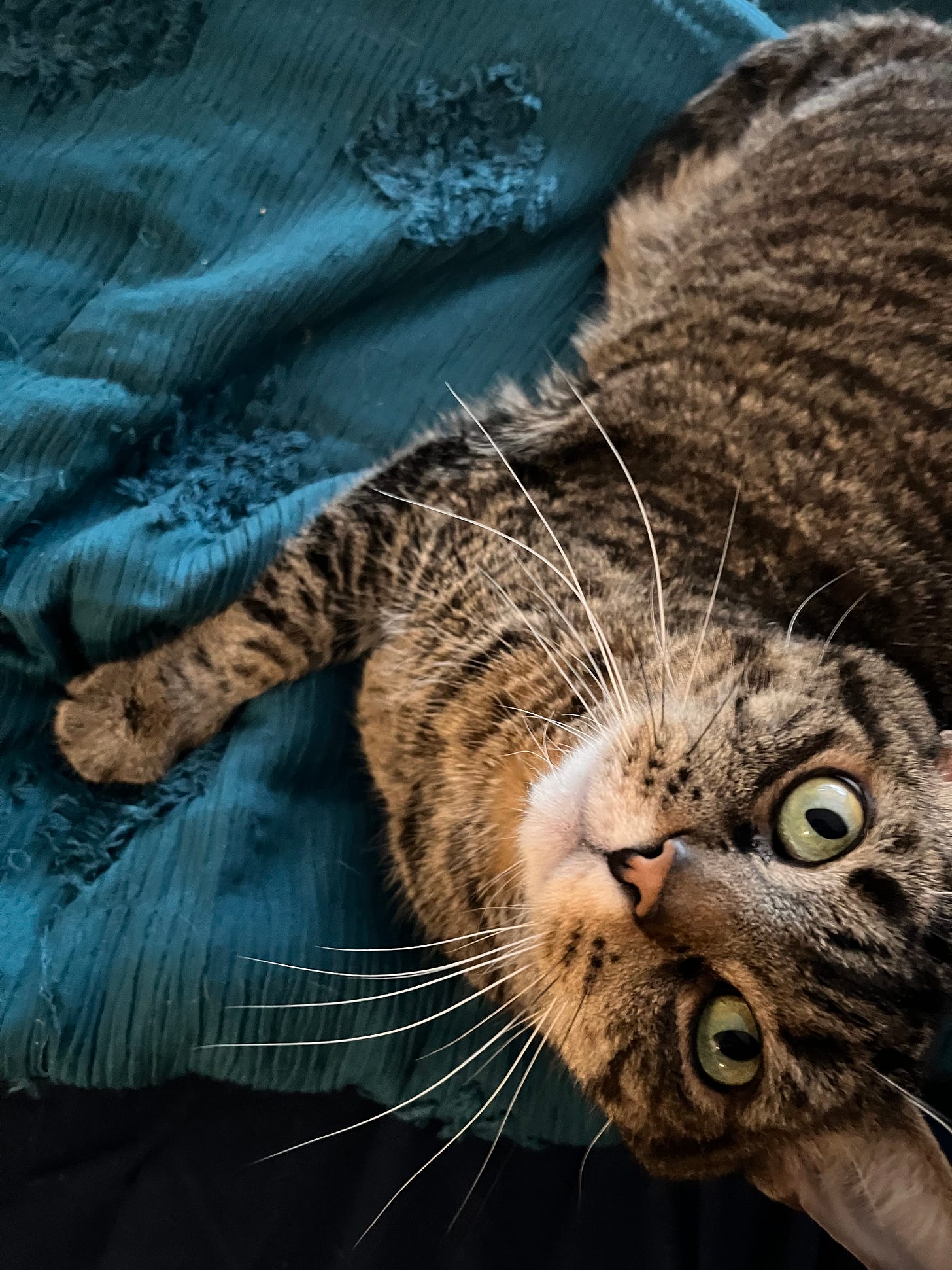Picture of a cat looking up at the camera while lying on a teal bedspread. The cat is brown/gray striped with green eyes and long white whiskers.