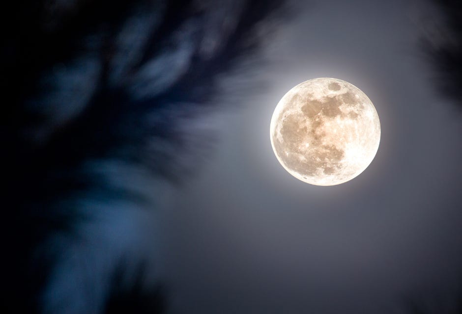 full moon in a dark sky, pine branches blurred in the foreground