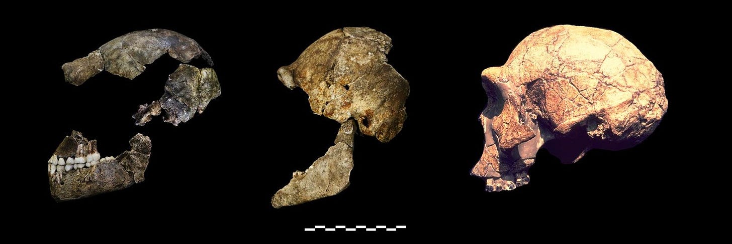 DH1 and DH3 of Homo naledi compared to KNM-ER 3733 of Homo erectus DH1 and DH3 of Homo naledi compared to KNM-ER 3733 of Homo erectus
