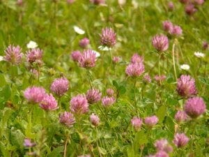 Red Clover