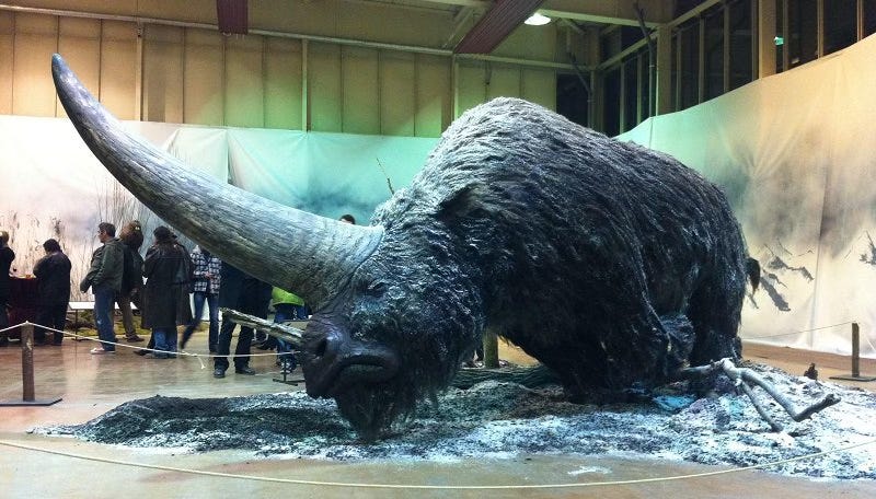 A scale model of a Siberian Unicorn in a museum. The animal is massive and covered in thick fur and snow. It is shaped somewhat like a yak with a large hump above its shoulders. Most prominently is its massive, thick horn that is longer than a human.