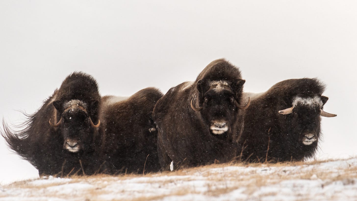 Muskox take a defensive position on the tundra, circled against the wind and danger