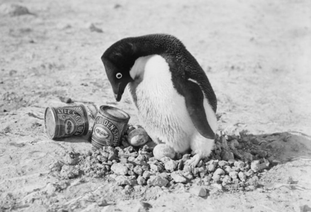 A penguin from 1911 stares at two tins of golden syrup, and cannot believe there's a picture of a dead lion on them.