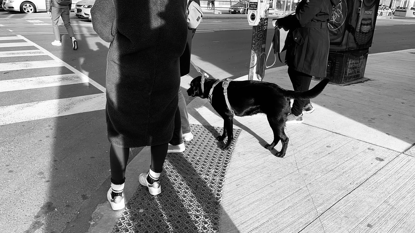 toronto street photography dog people street scenes urban