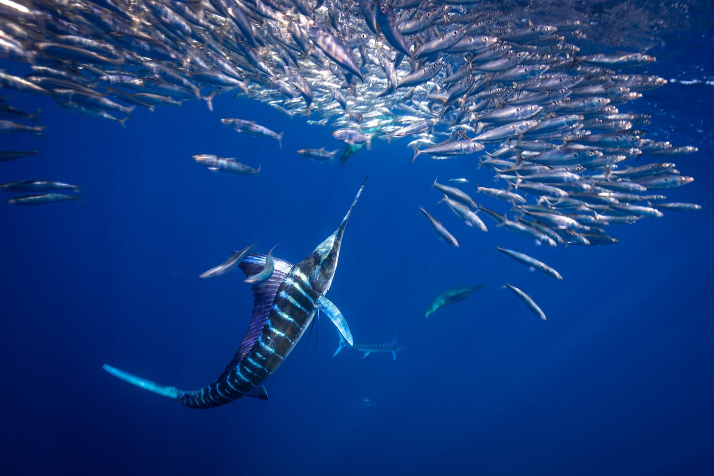 Dive Ninjas Striped Marlin Trip Report Magdalena Bay November 2019