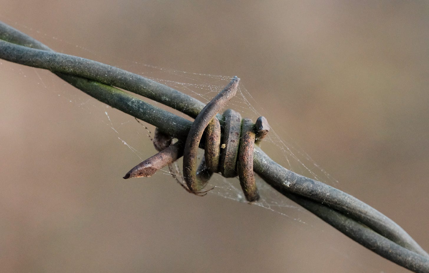 A spider hides amid the spikes of twisted barbed wire