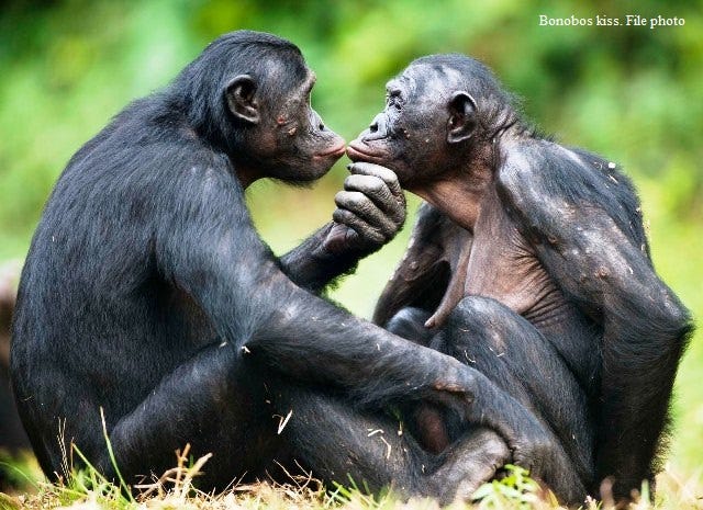 How to Make Love the Bonobo Way - Random Lengths News