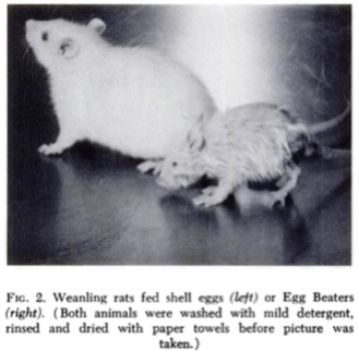 The rat on the left was fed farm fresh eggs, while the rat on the right was fed Egg Beaters.