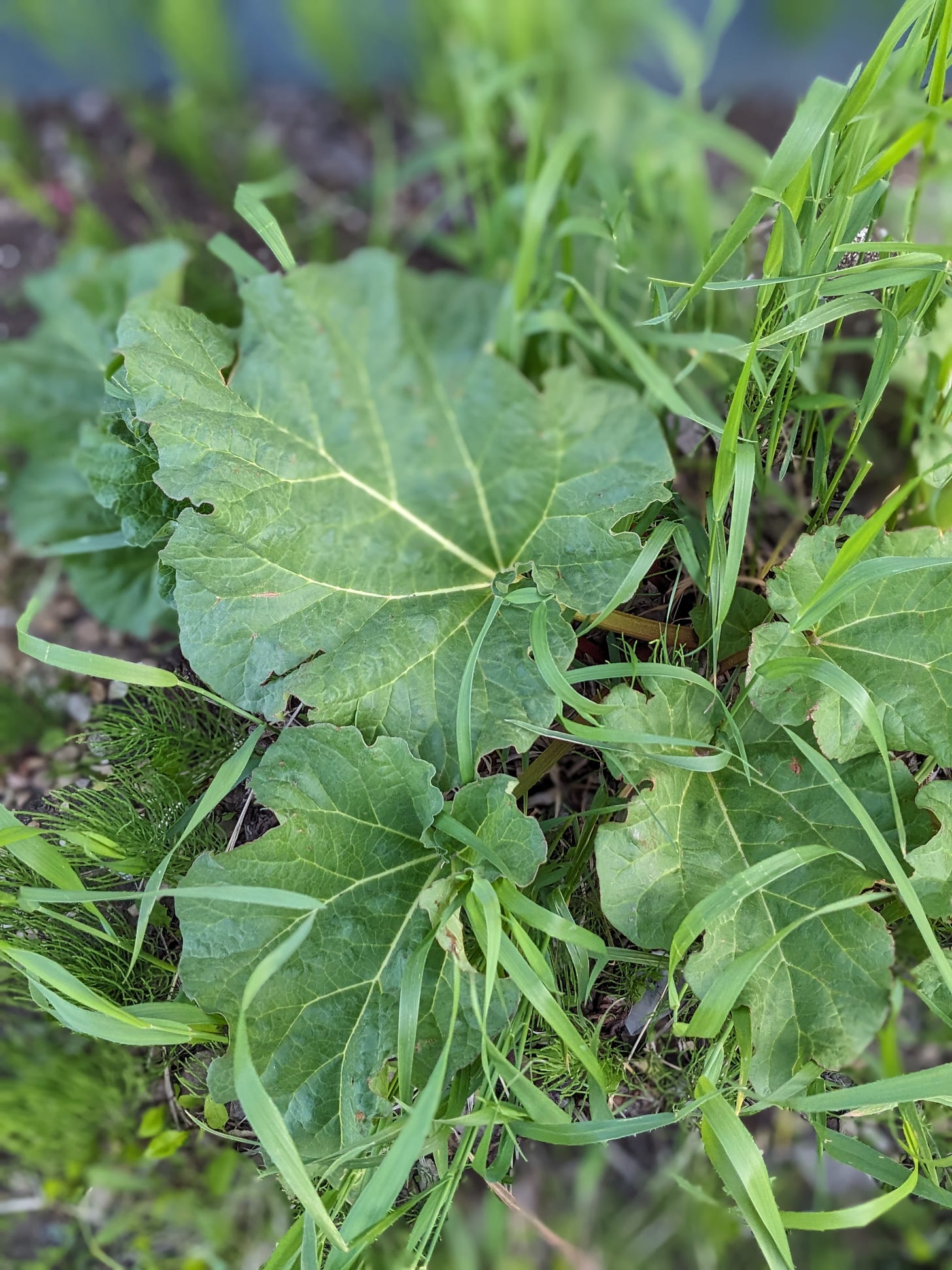 four broad green rhubarb leaves spread out in all directions. many stalks of grass can be seen growing between each leaf
