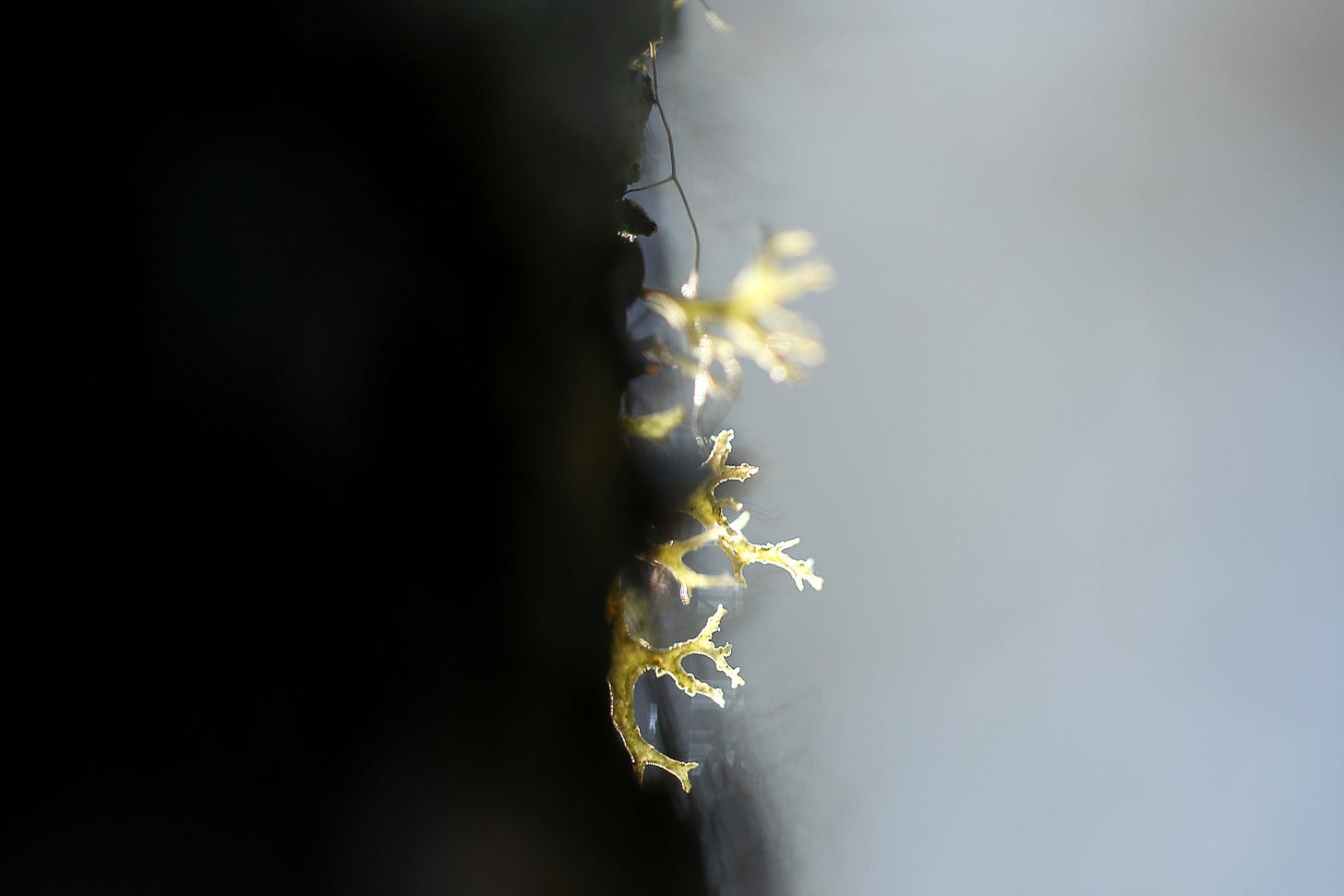 Oakmoss lichen (Evernia prunastri) on a birch tree (Betula pendula)