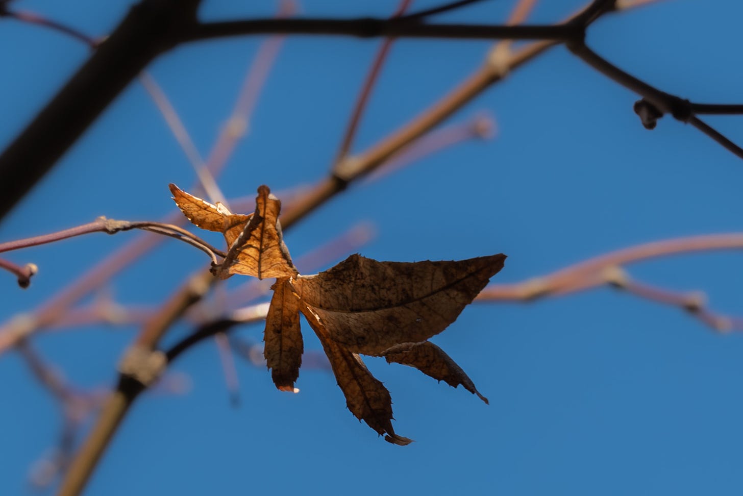 A single maple leaf clings to a branch against a bright blue sky with limbs blurred behind it