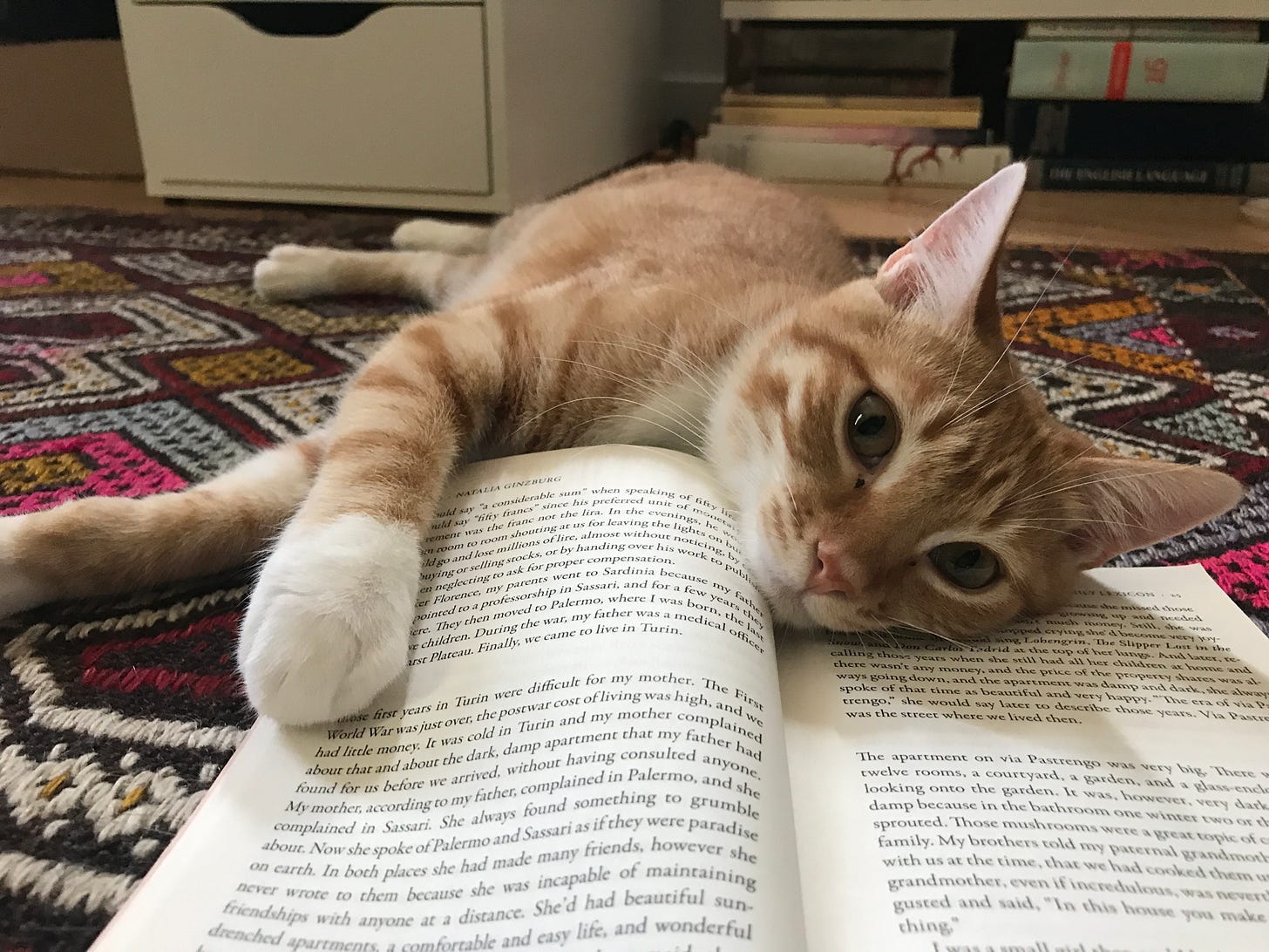 An orange cat lying down with her head on an open book. The cat has white paws and a little pink nose.