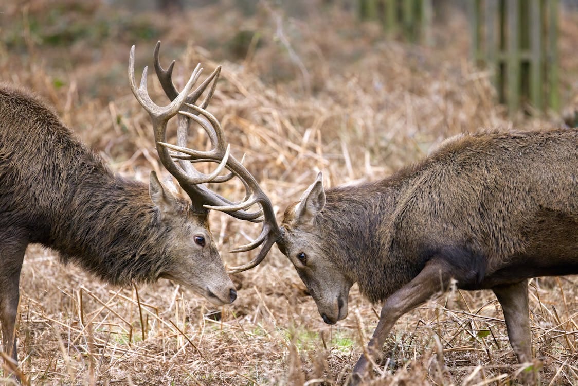 Free Red Deer Fighting with Their Antlers Stock Photo