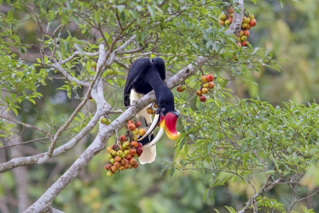 A rhinoceros hornbill feeds on fig in Malaysian Borneo. Planting fig trees on the island, which has been heavily deforested for oil palm plantations, could restore an important part of its rainforest ecosystem. (Image: FLPA / Alamy)