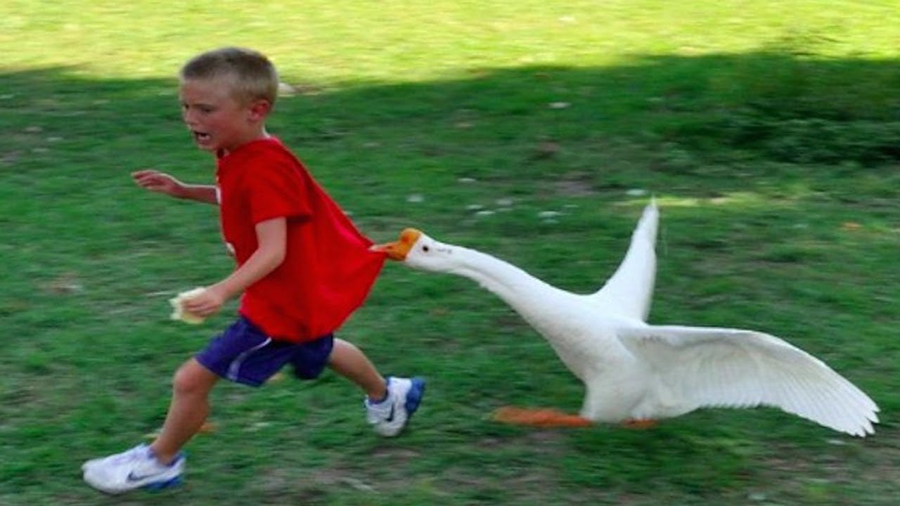 Funny Goose Chasing Kids Compilation|| Funny Babies and Pets - YouTube