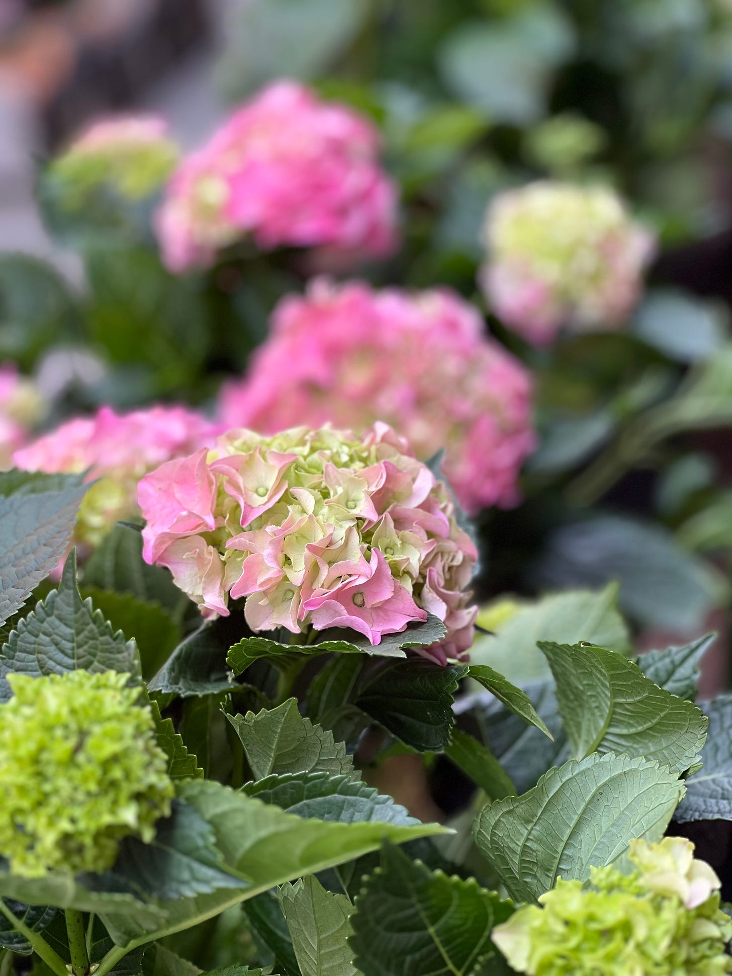 Pink and green hydrangeas surrounded by green leaves. The flowers in the foreground are in focus, in background they are blurry.