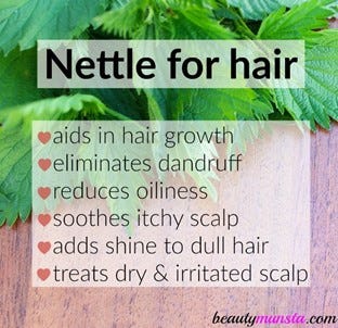 nettle for hair