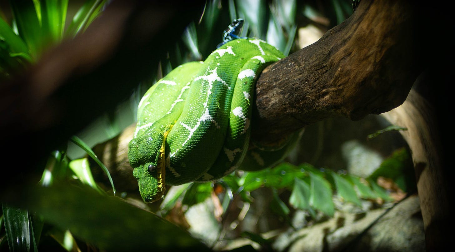 Serpent coiled around a branch