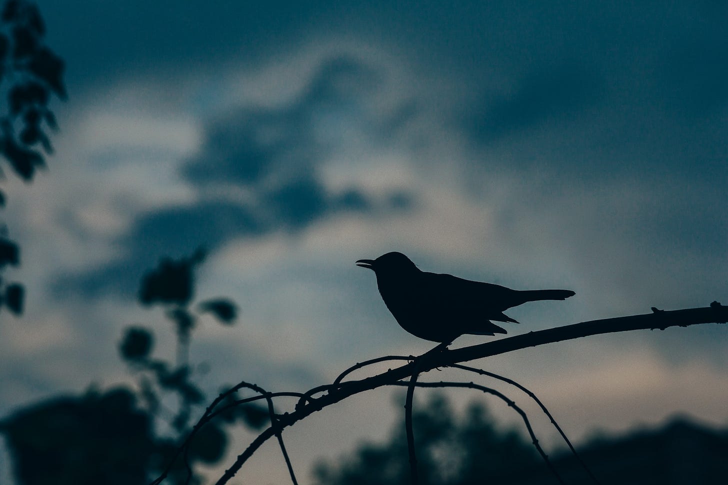 Bird At Sunset