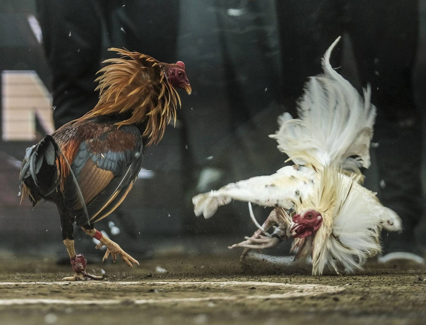 Online cockfighting wagers rake in billions in the Philippines | The Japan  Times