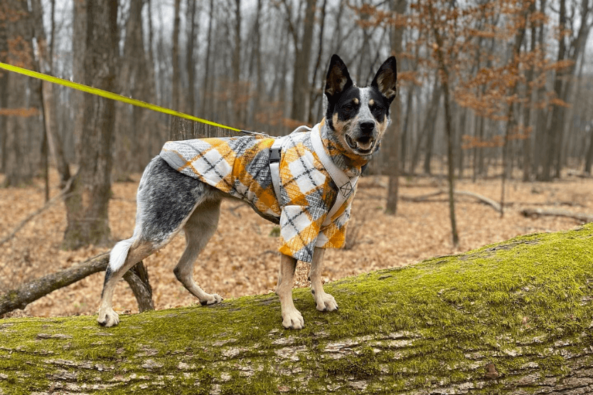 Scout the Australian cattle dog posing on a log in Menomonee Park while wearing a back-clipping harness, sweater, and retractable leash