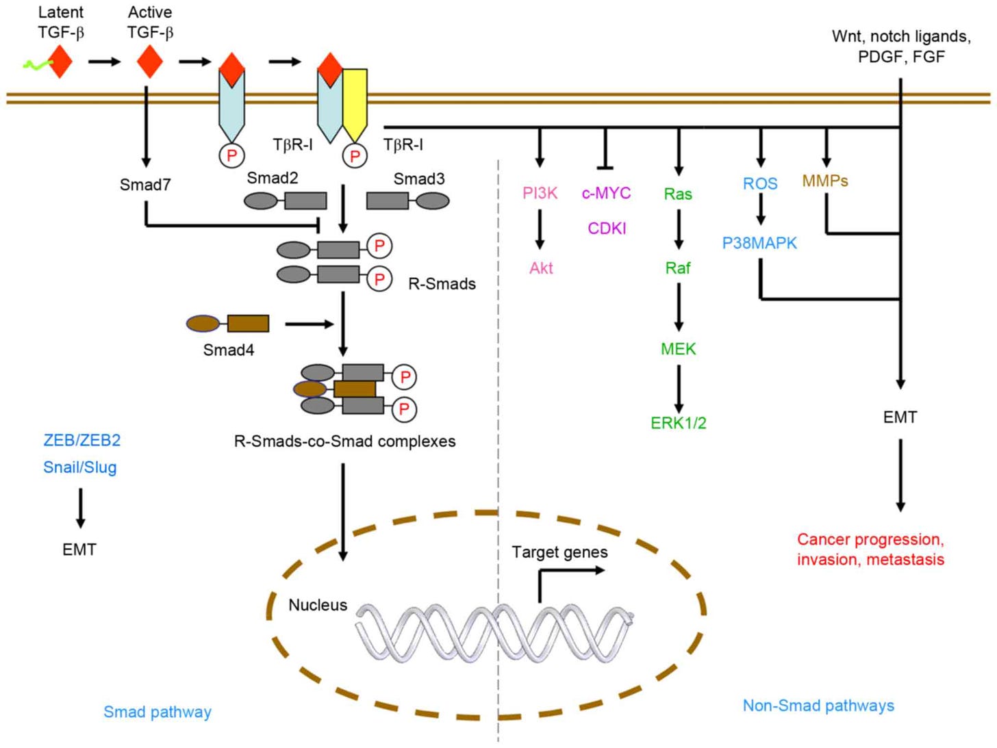 TGF‑β signaling: A complex role in tumorigenesis (Review)