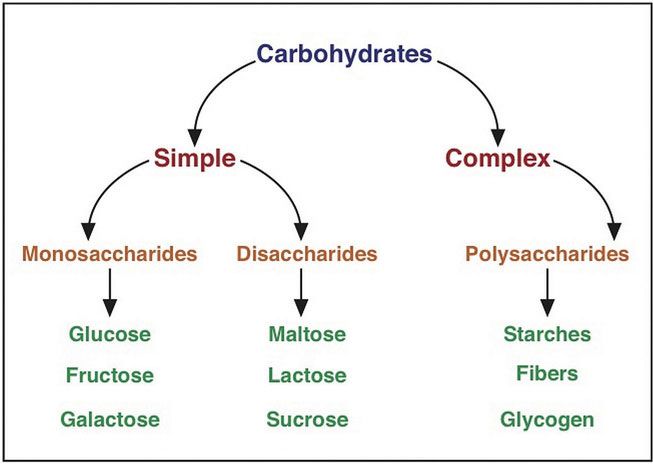 4.5.1: Introduction to Carbohydrates - Medicine LibreTexts