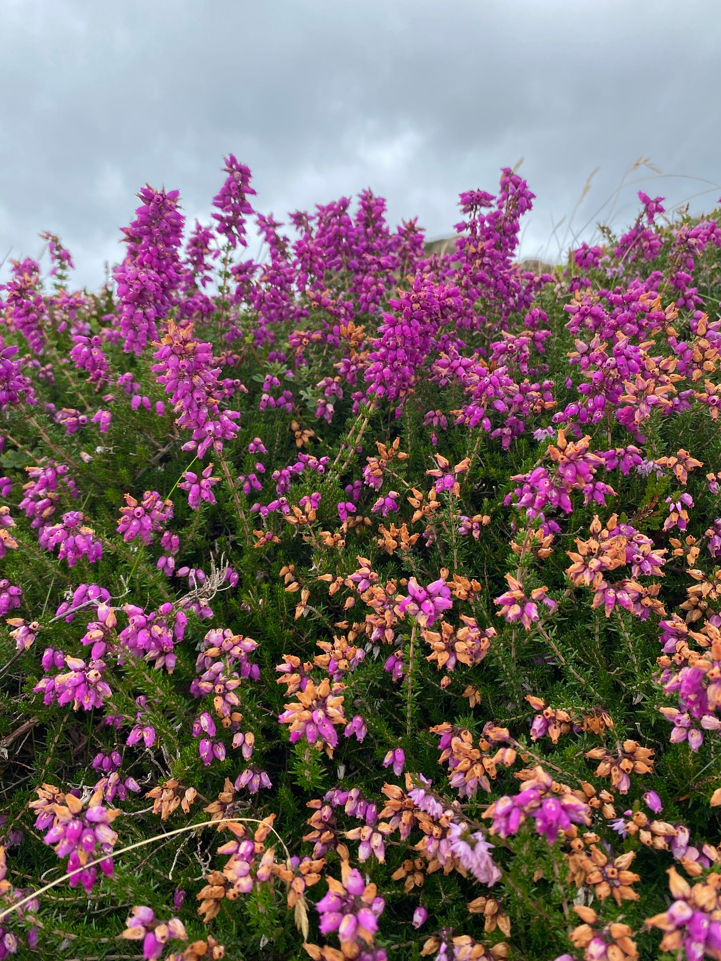 A close up on purple and browning heather, with a grey sky above. 