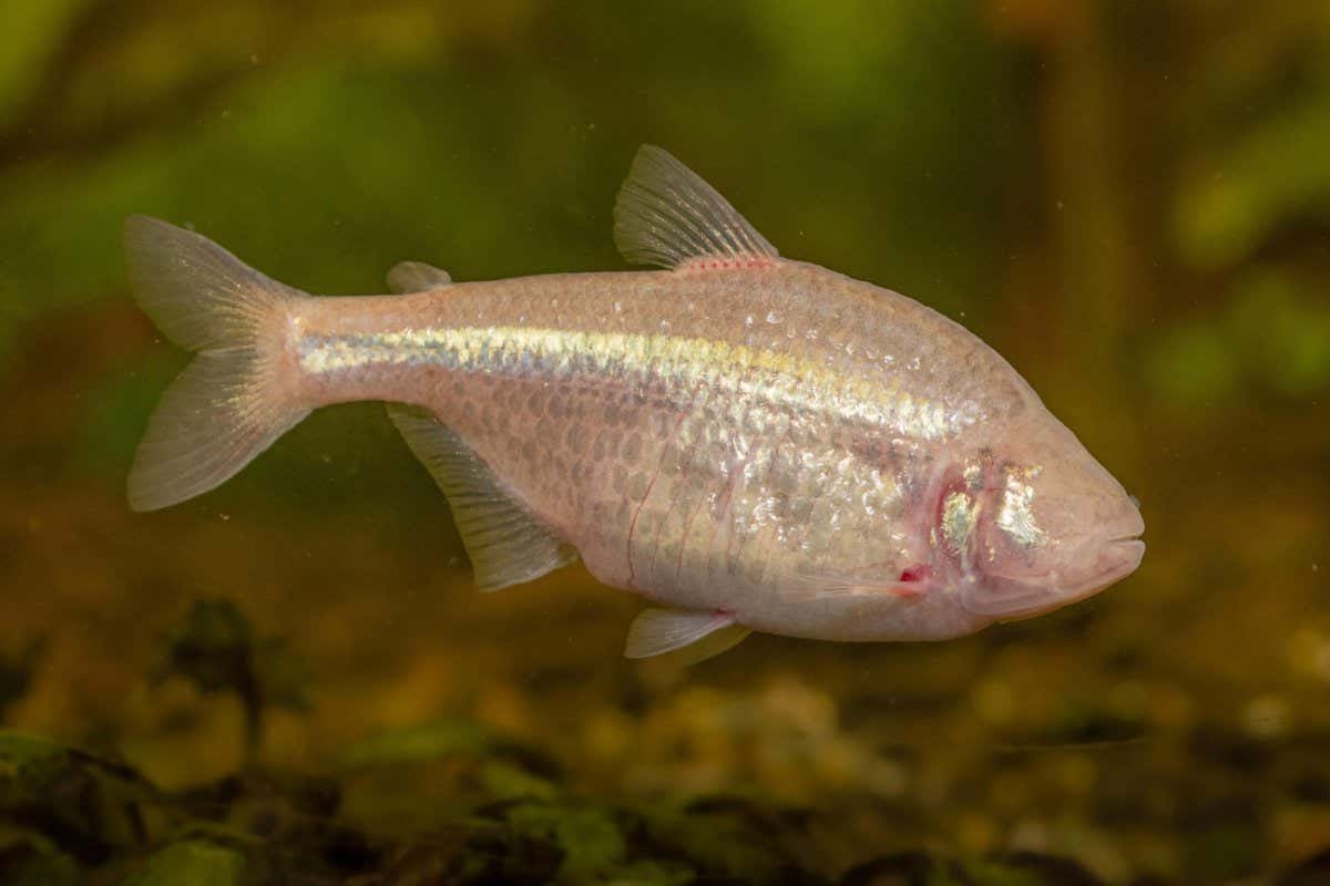 Mexican tetra: Blind cave fish are developing cave-specific accents | New  Scientist