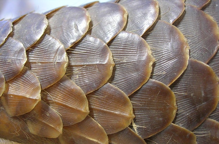 China removes pangolin scale from list of official medicines ...