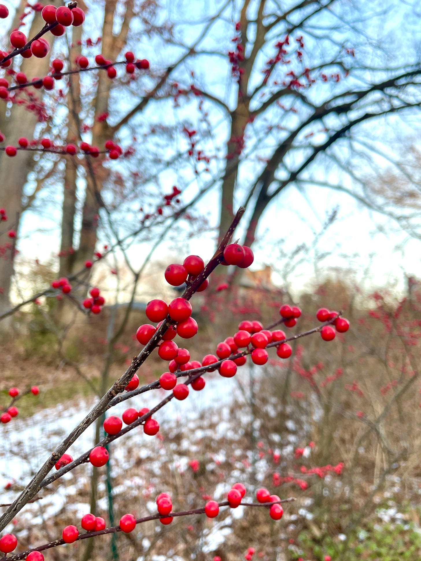 Winterberry Holly (Ilex verticillata) are getting tall enough to be a proper hedge around the southern corner of the Woodland Garden. 