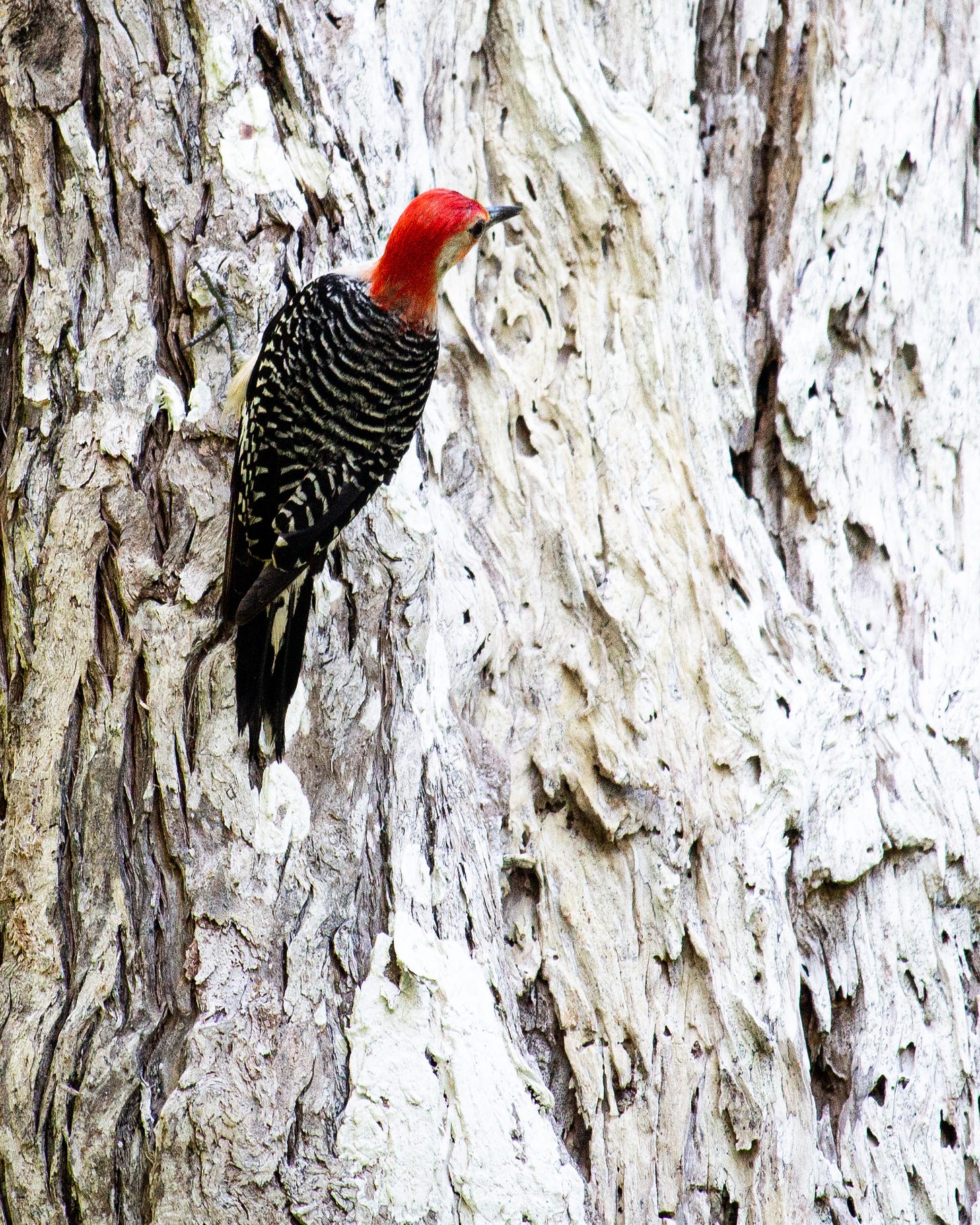 red-bellied woodpecker