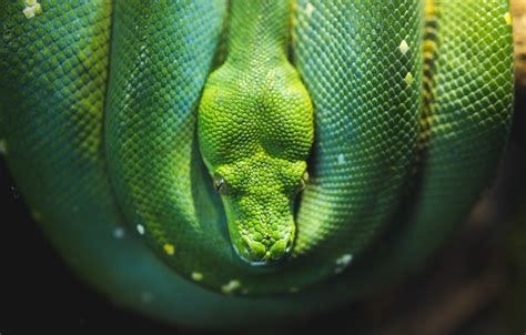 3840x2160 wallpaper | green snake | Peakpx