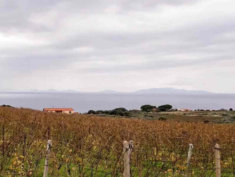 vineyards at Nuraghe Crabioni in Sardinia