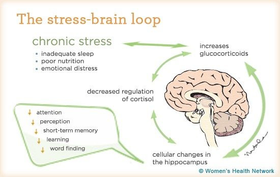 Why Stress Affects Our Brain Size & How to Lower Stress | Buffer