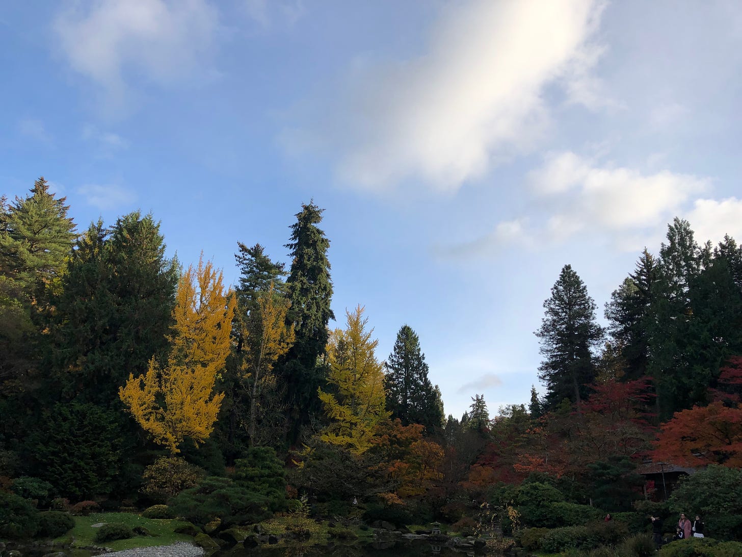 photo of fall trees in seattle against a blue, but cloudy sky