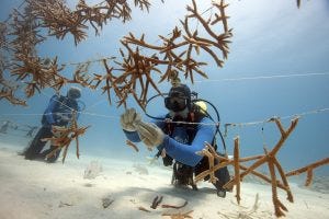 Line nurseries in Key Largo Florida Tim Calver TNC