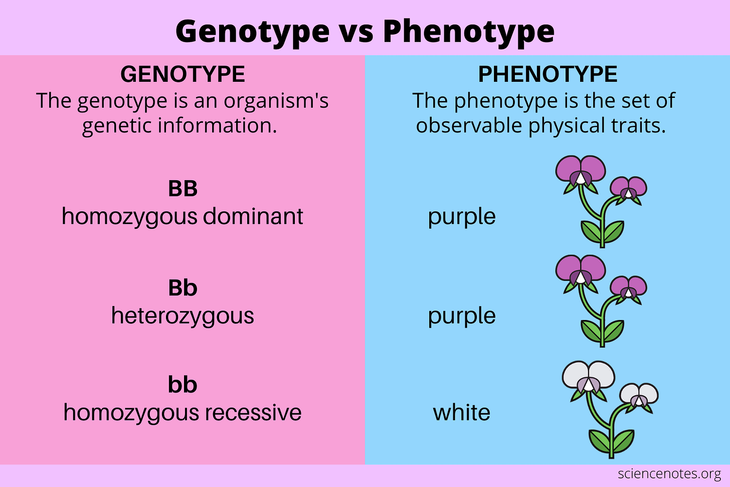 Genotype vs Phenotype - Definitions and Examples