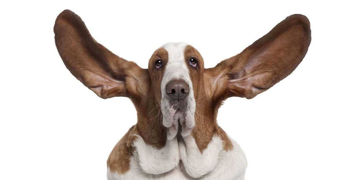 The Unintended Consequences of Listening to Your Employees