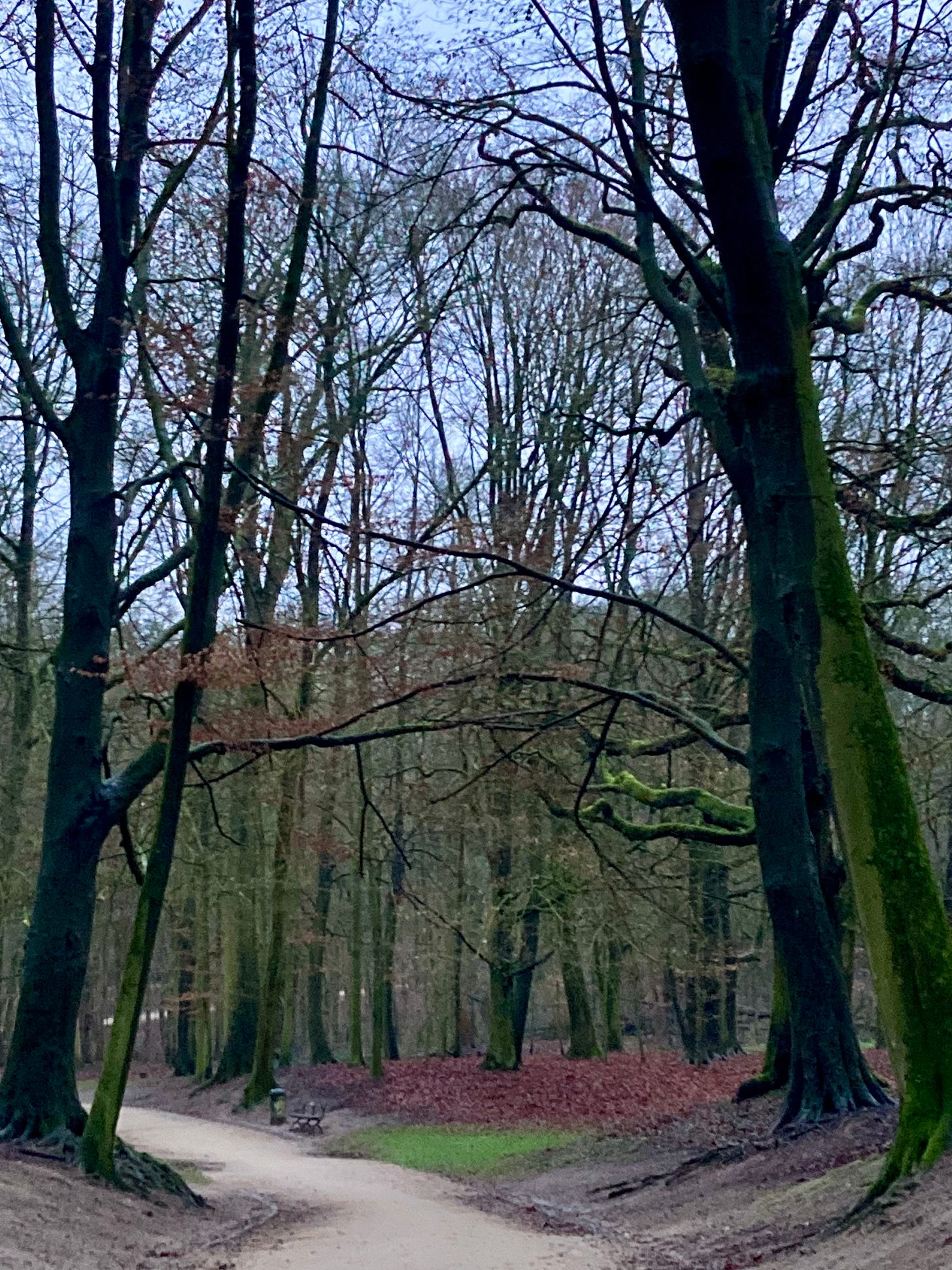 bare winter trees