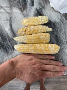 Corn cobs that grew but didn't thrive