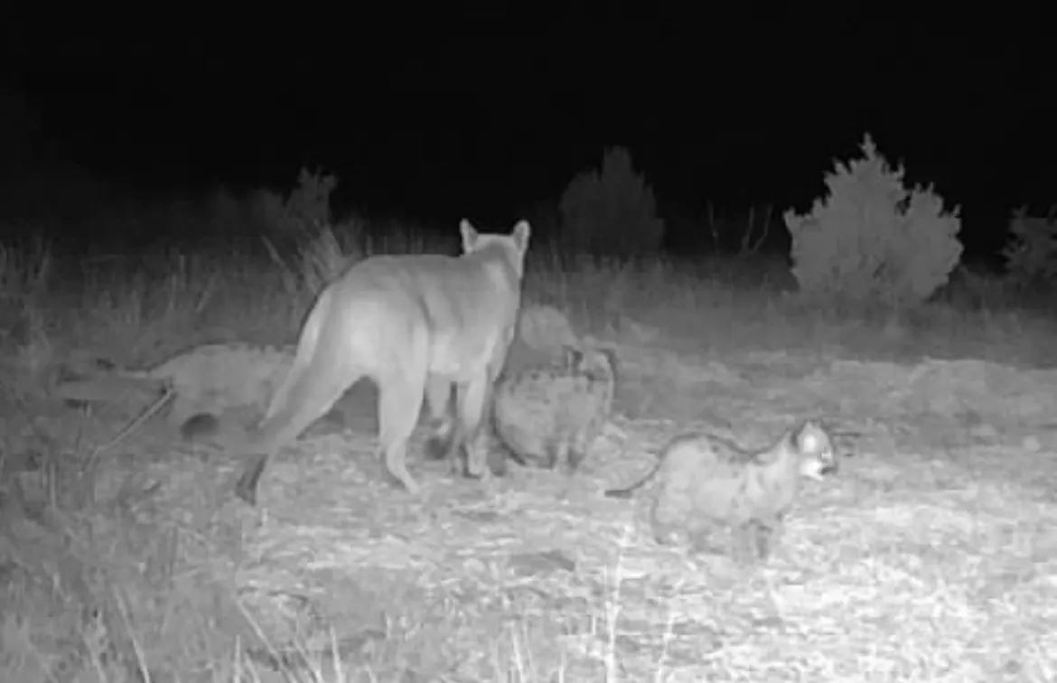An adult mountain lion with three kittens was photographed in Oklahoma's Cimarron County in December 2024. The image was captured on a trail camera installed by the private landowner and later shared with the Wildlife Department. An adult mountain lion with three kittens was photographed in Oklahoma's Cimarron County in December 2024. The image was captured on a trail camera installed by the private landowner and later shared with the Wildlife Department.