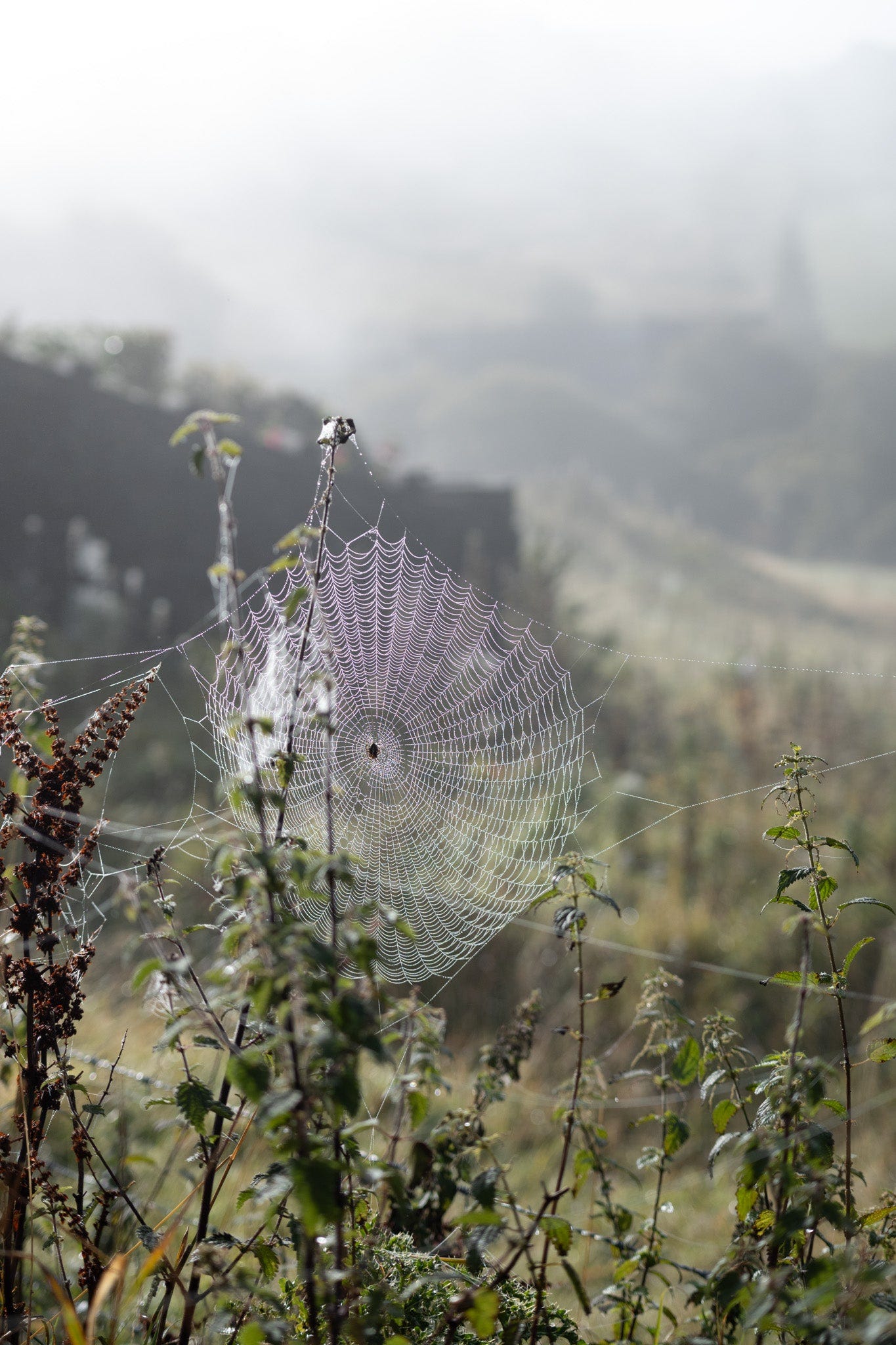 dew on the spiderwebs