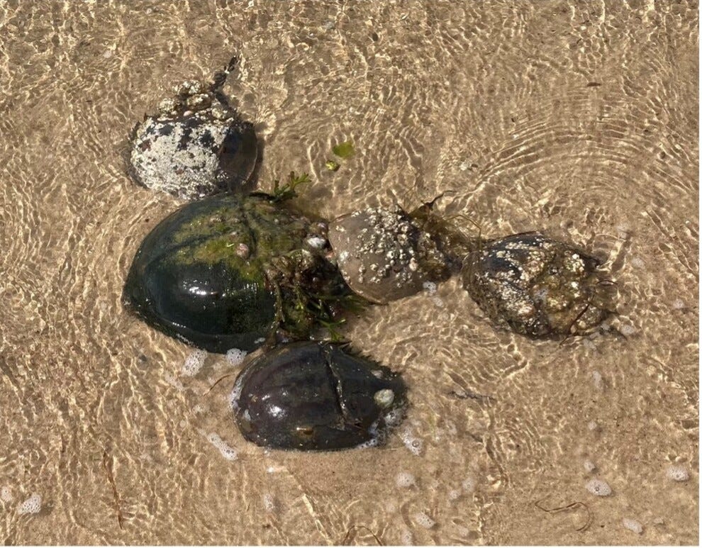 A large female horseshoe crab in shallow water is surrounded by four much smaller males who, the caption tell us, are attempting to mate with her.